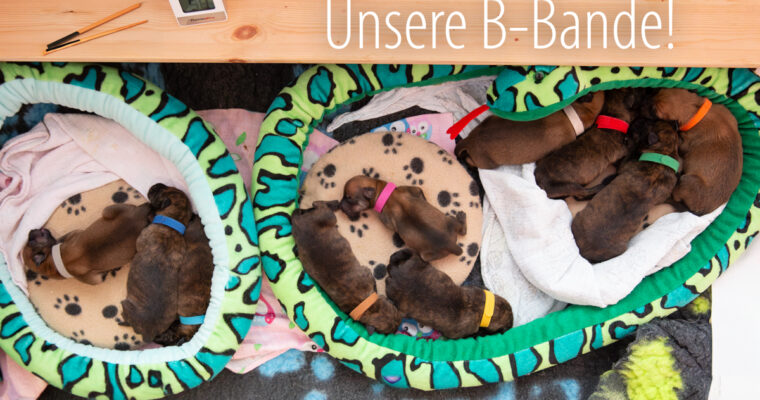 Unser B-Wurf ist da
